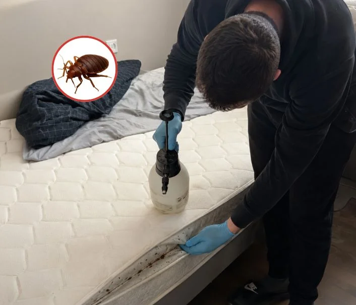 Technicien traitant un matelas contre les punaises de lit à Mary-sur-Marne